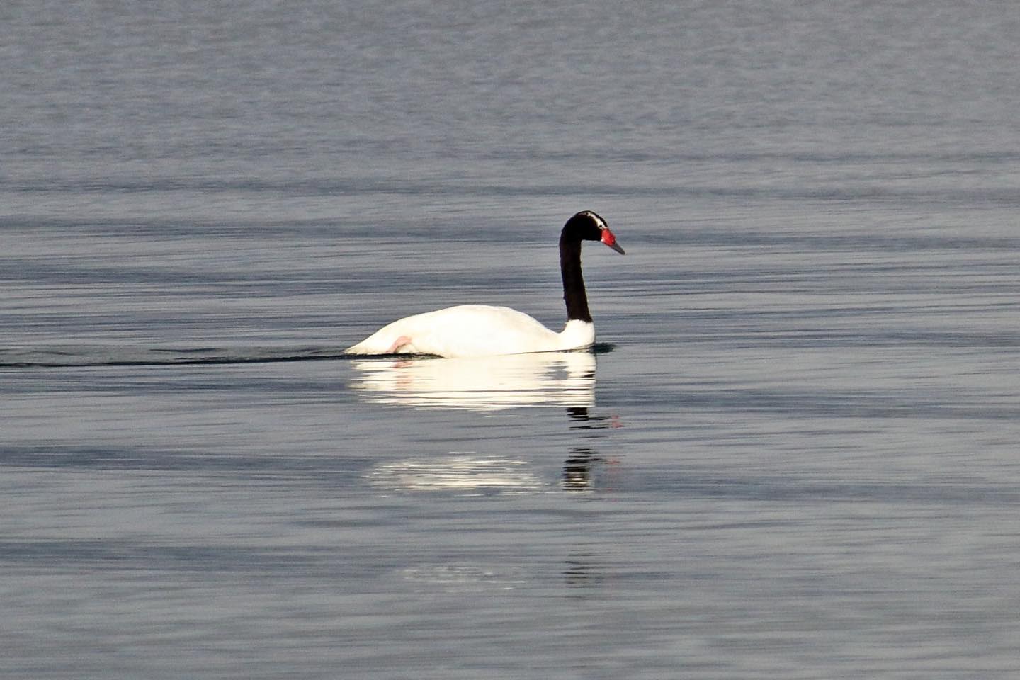 Cisnes de Cuello Negro regresa al Lago Puelo: éxito del Programa de