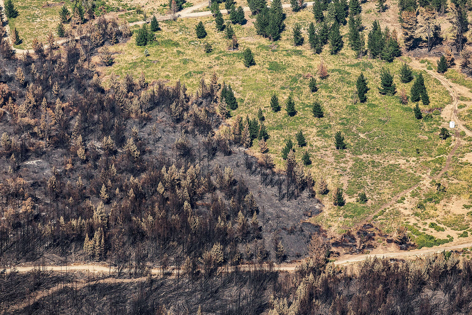 Greenpeace: incendios en la Patagonia, crisis climática y un Estado sin ...